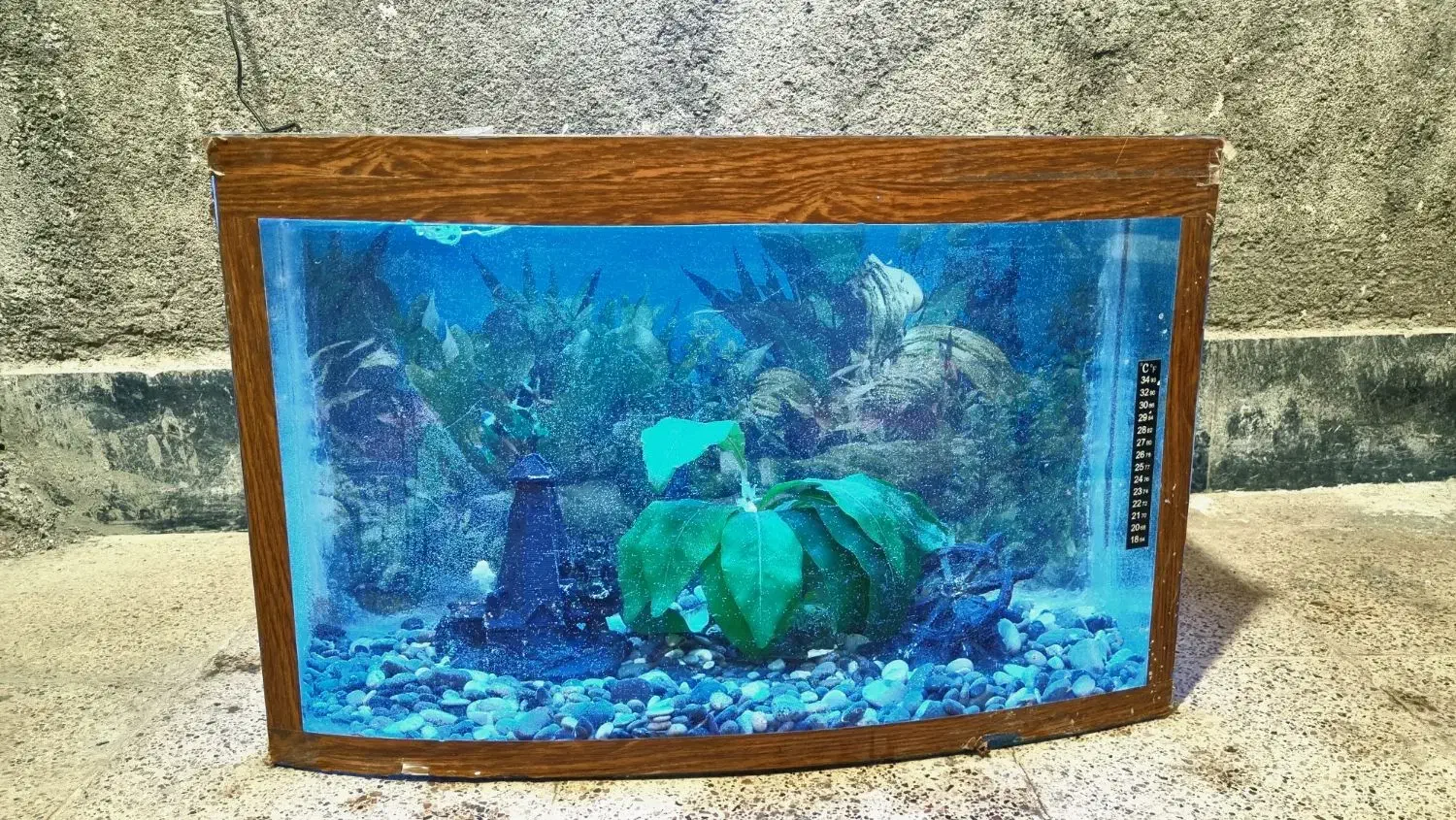 آکواریوم با دکور و تجهیزات کامل شیشه خم|ماهی|مشهد, نوید|دیوار