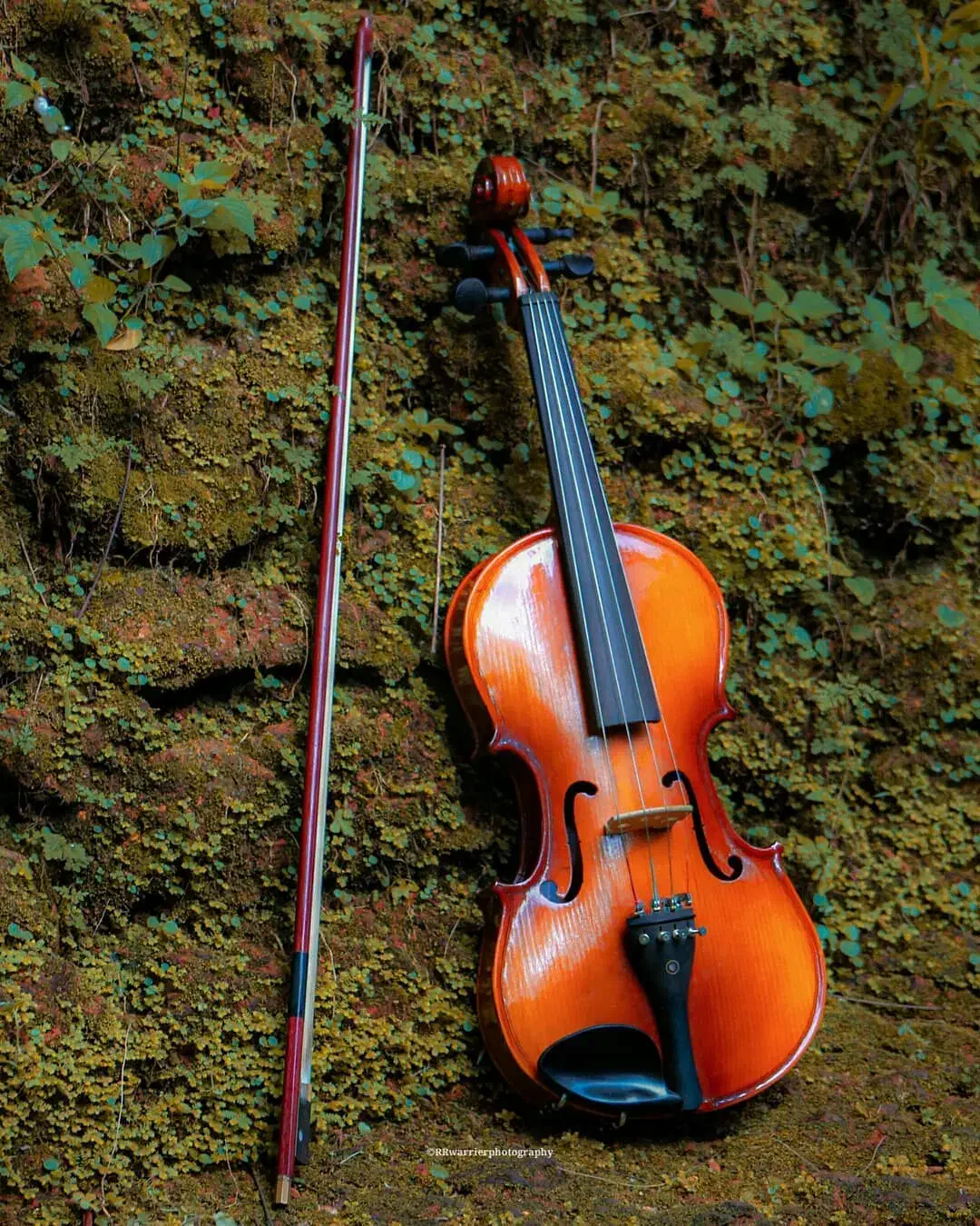 آموزش حرفهای ویولن|خدمات آموزشی|کرمان, |دیوار