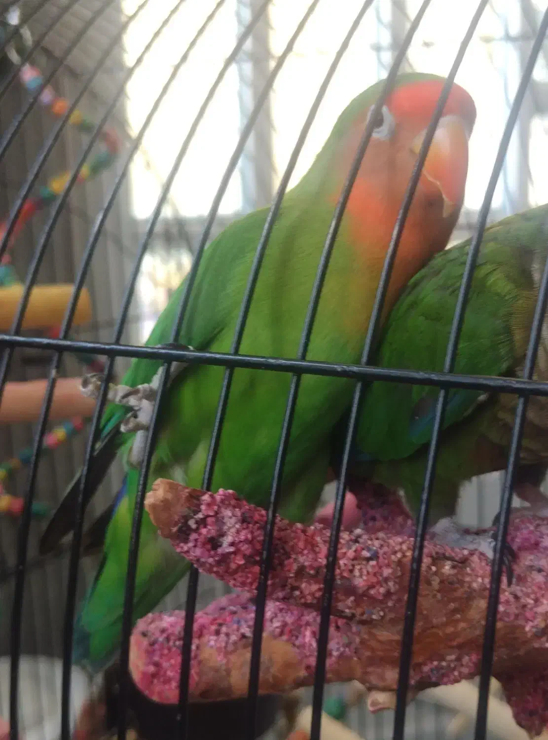 طوطی کوتوله برزیلی دستی|پرنده|یزد, |دیوار