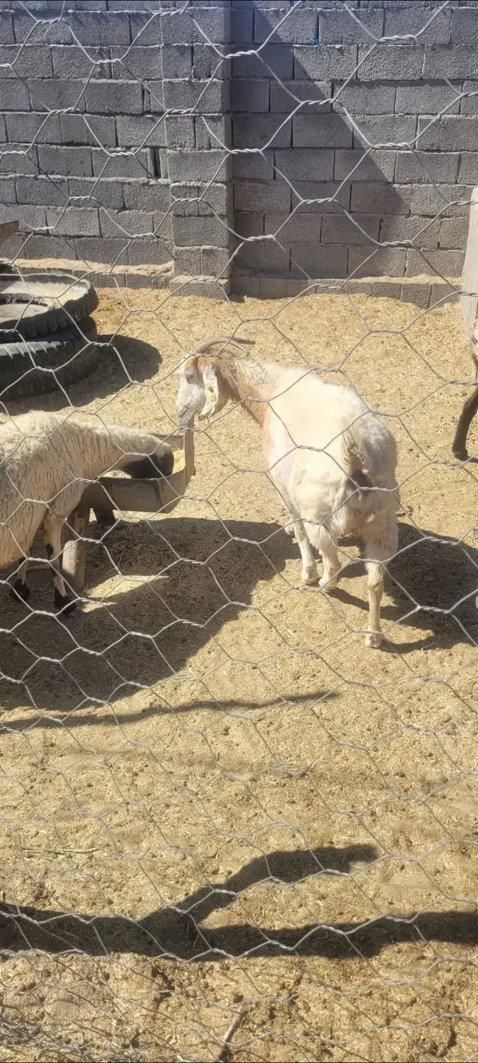 بز محلی|حیوانات مزرعه|پاریز, |دیوار