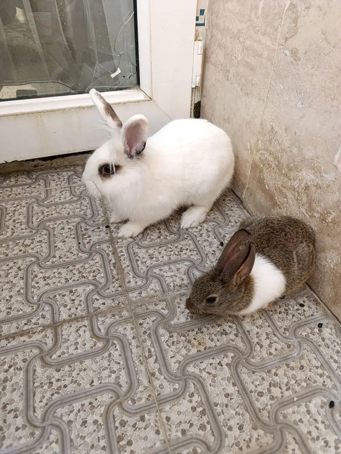 خرگوش کاملا سالم وبازیگوش|موش و خرگوش|ارومیه, |دیوار