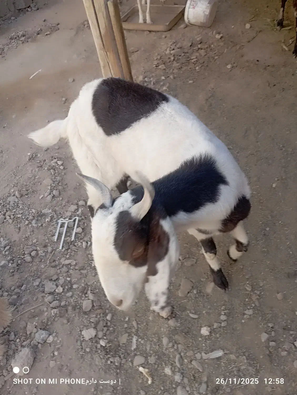 گتاج سه قلو زا|حیوانات مزرعه|ایرانشهر, |دیوار