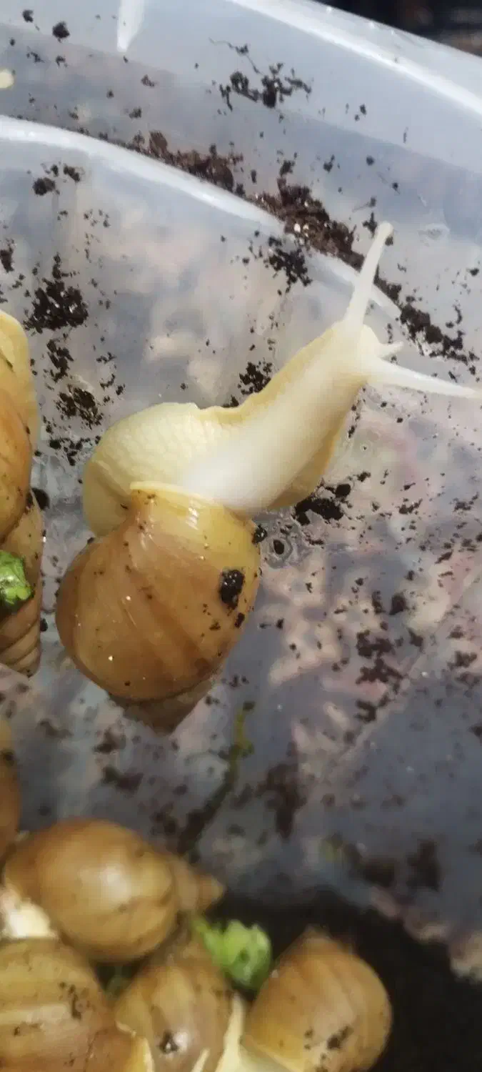 حلزون اچاتینا|آرایشی، بهداشتی، درمانی|تهران, جوادیه|دیوار