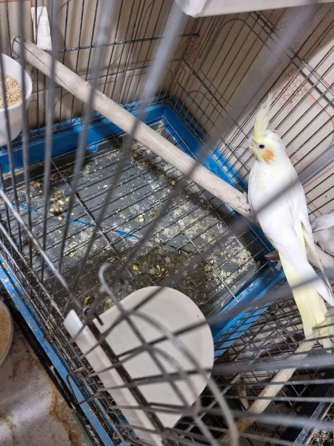 جوجه عروس هلندی|پرنده|ری, اقدسیه|دیوار