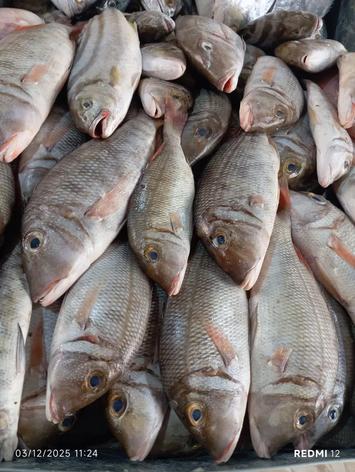 ماهی فروشی صیاد|خوردنی و آشامیدنی|فولادشهر, فولادشهر|دیوار