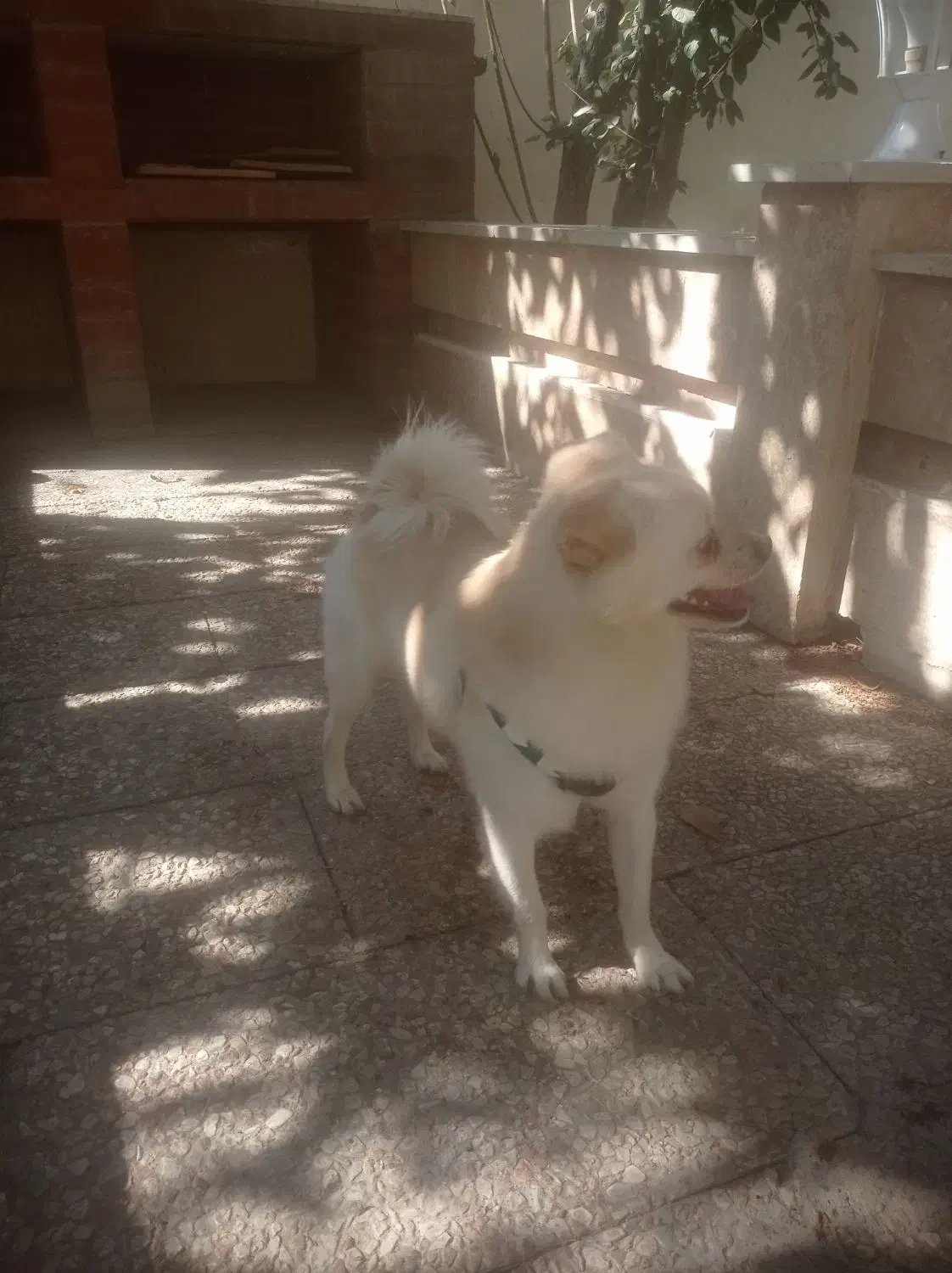 سگ پا کوتاه مهاوضه با پرنده|سگ|فردیس, سرحد آباد|دیوار