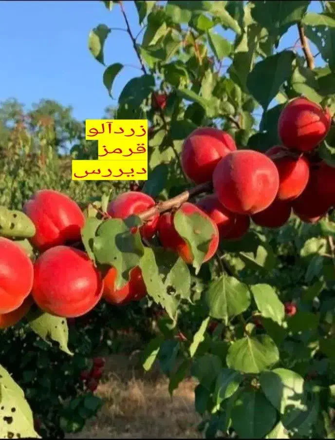 نهال فروشی سبز نهال|خدمات باغبانی و درختکاری|سنندج, |دیوار