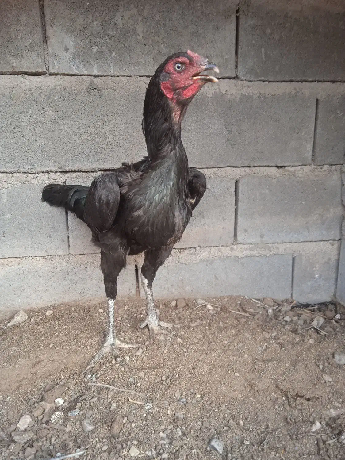 مرغ لاری افغان خالص|پرنده|رشتخوار, |دیوار