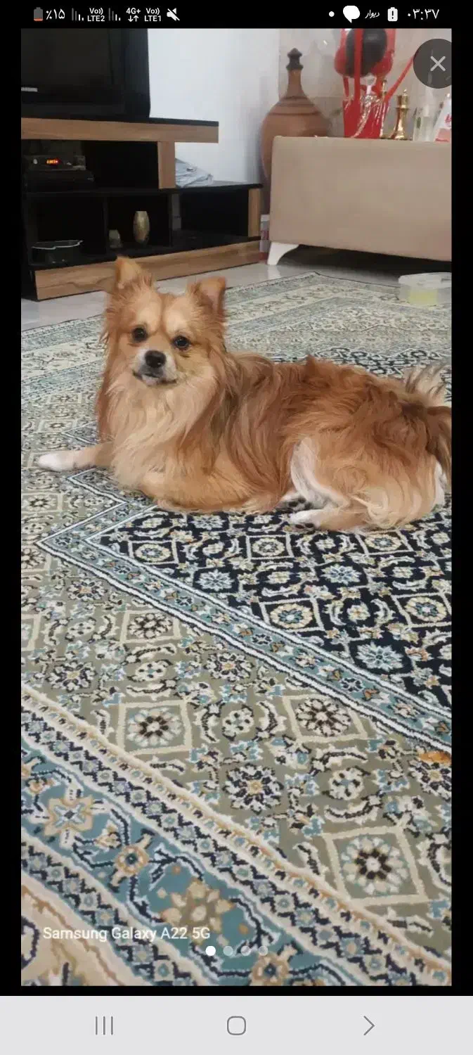 گمشده لطفا پیدا کردین تماس بگیرین|سگ|قرچک, پویینک|دیوار