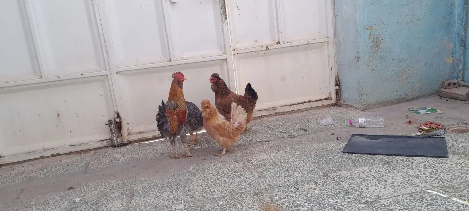 سه مرغ یه خروس|حیوانات مزرعه|مسجد سلیمان, |دیوار