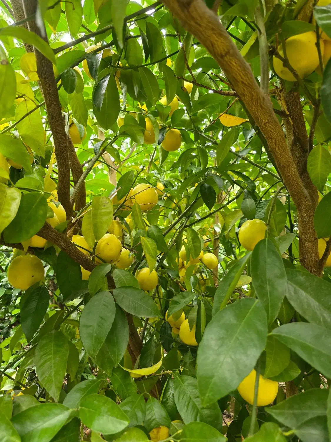 فروش عمده لیمو،یافا،تامسون|عمدهفروشی|جویبار, |دیوار