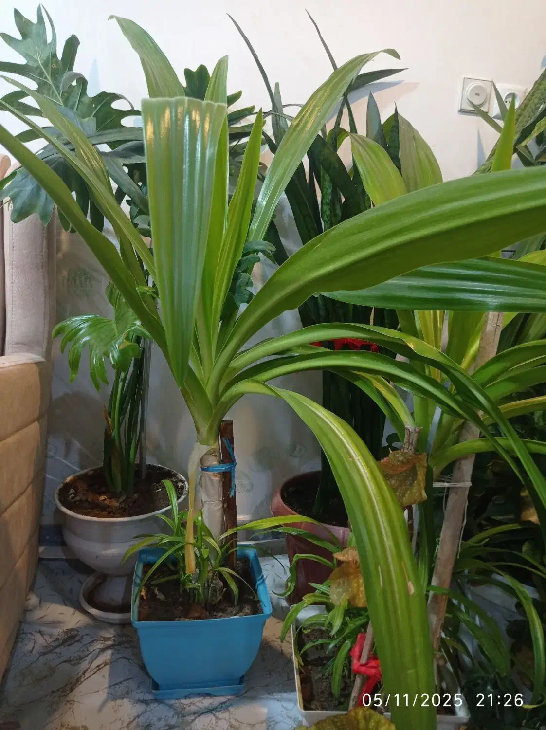 گل مناسب برای رستوران بانک ،شرکت عالی و سرحال|گل و گیاه طبیعی|شهرکرد, |دیوار