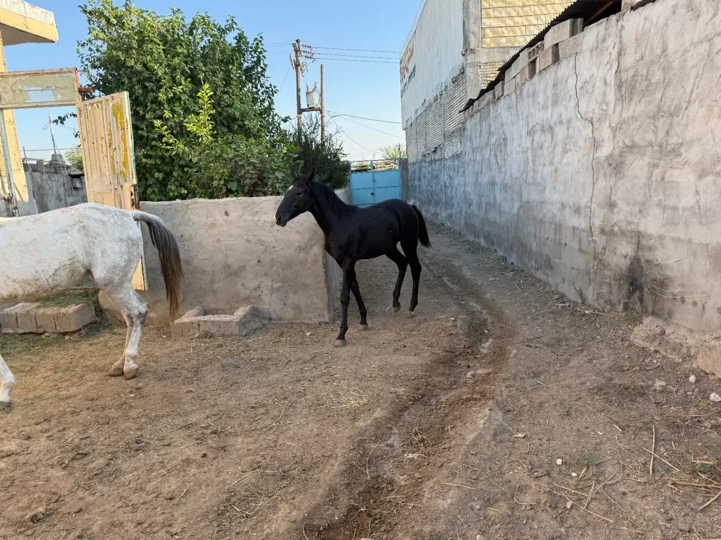 فروش مادیان ابستن همراه با کره نریون|اسب و تجهیزات اسبسواری|شوشتر, |دیوار