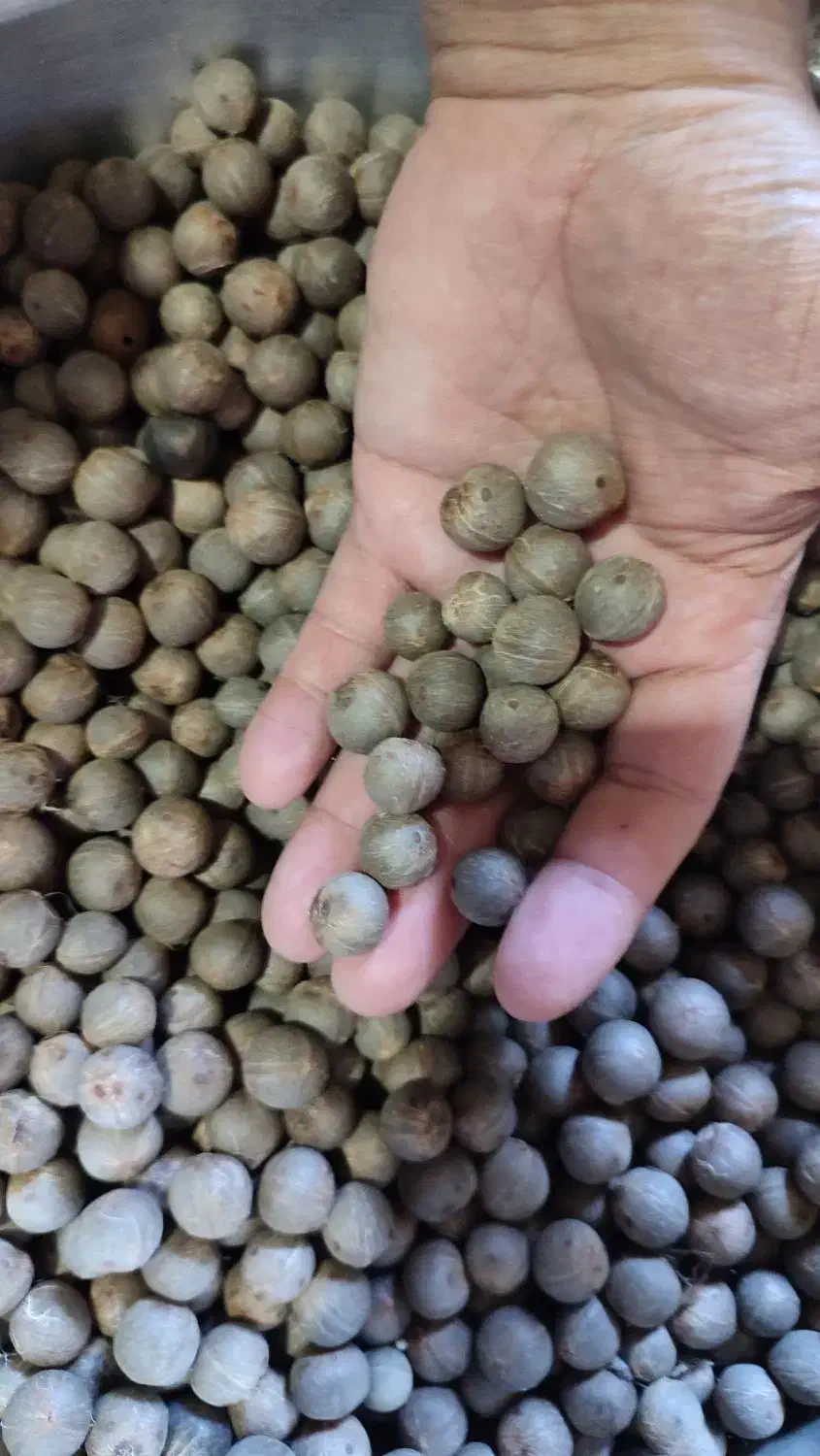 بذر پالم فینیکس مجنون و پالم آبی مجنون|گل و گیاه طبیعی|بندر انزلی, جزیره|دیوار