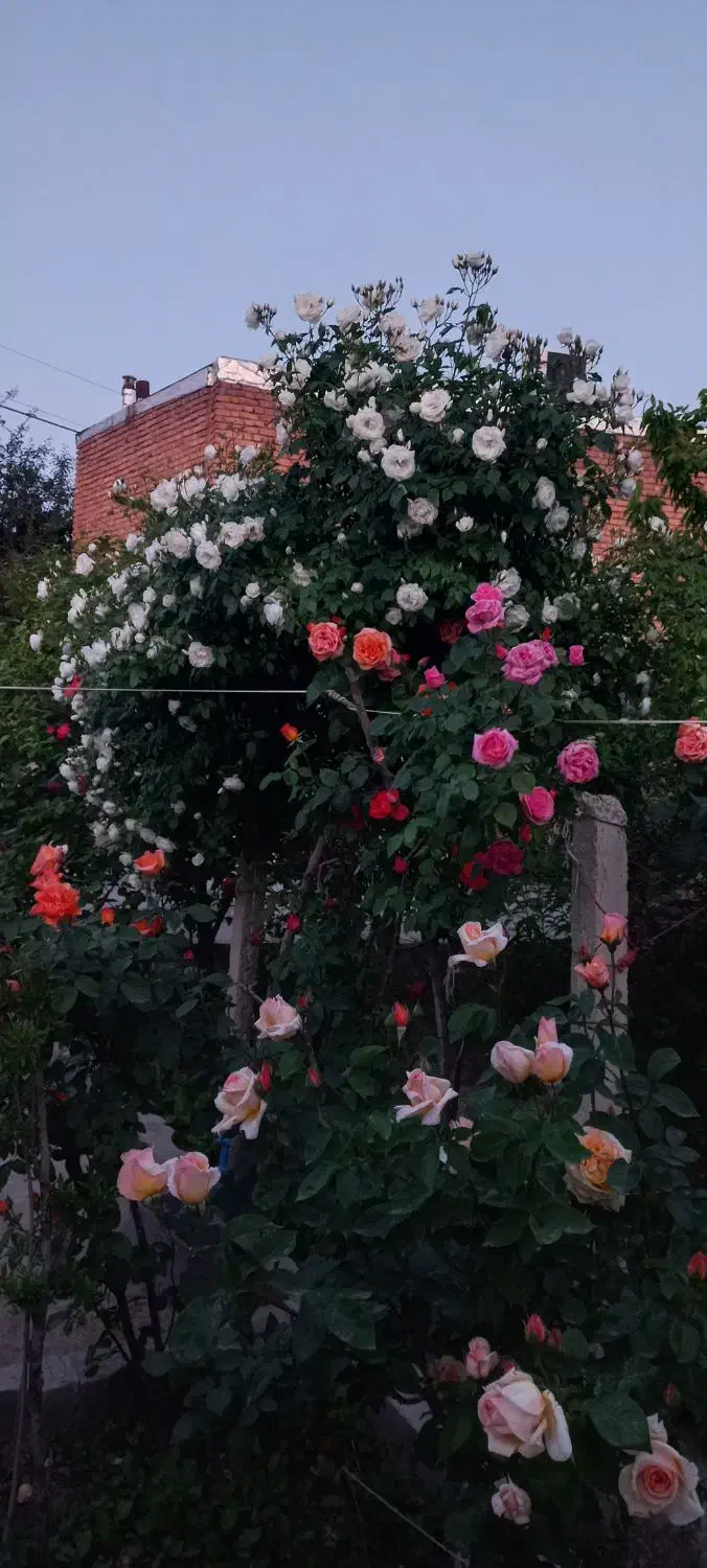 خدمات باغبانی|خدمات باغبانی و درختکاری|ارومیه, |دیوار