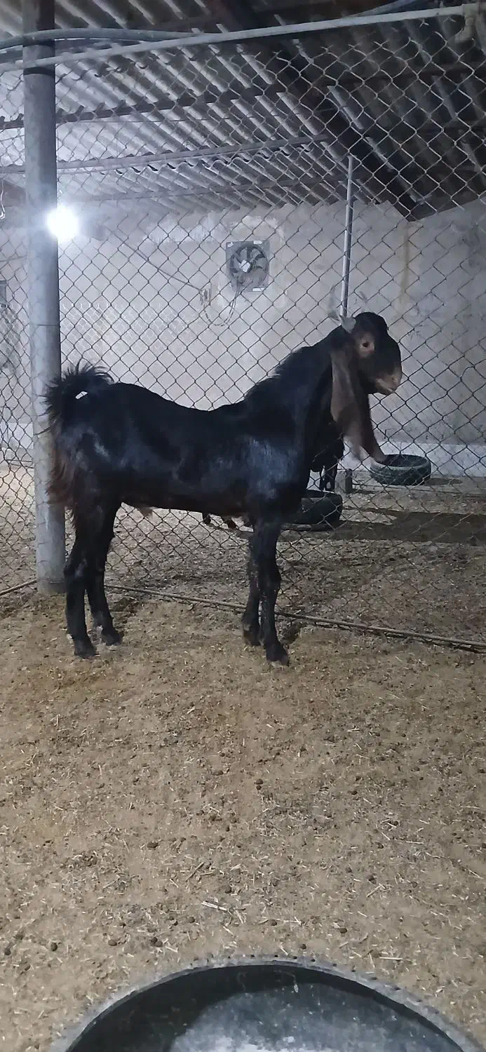 بزنر|حیوانات مزرعه|شادگان, |دیوار