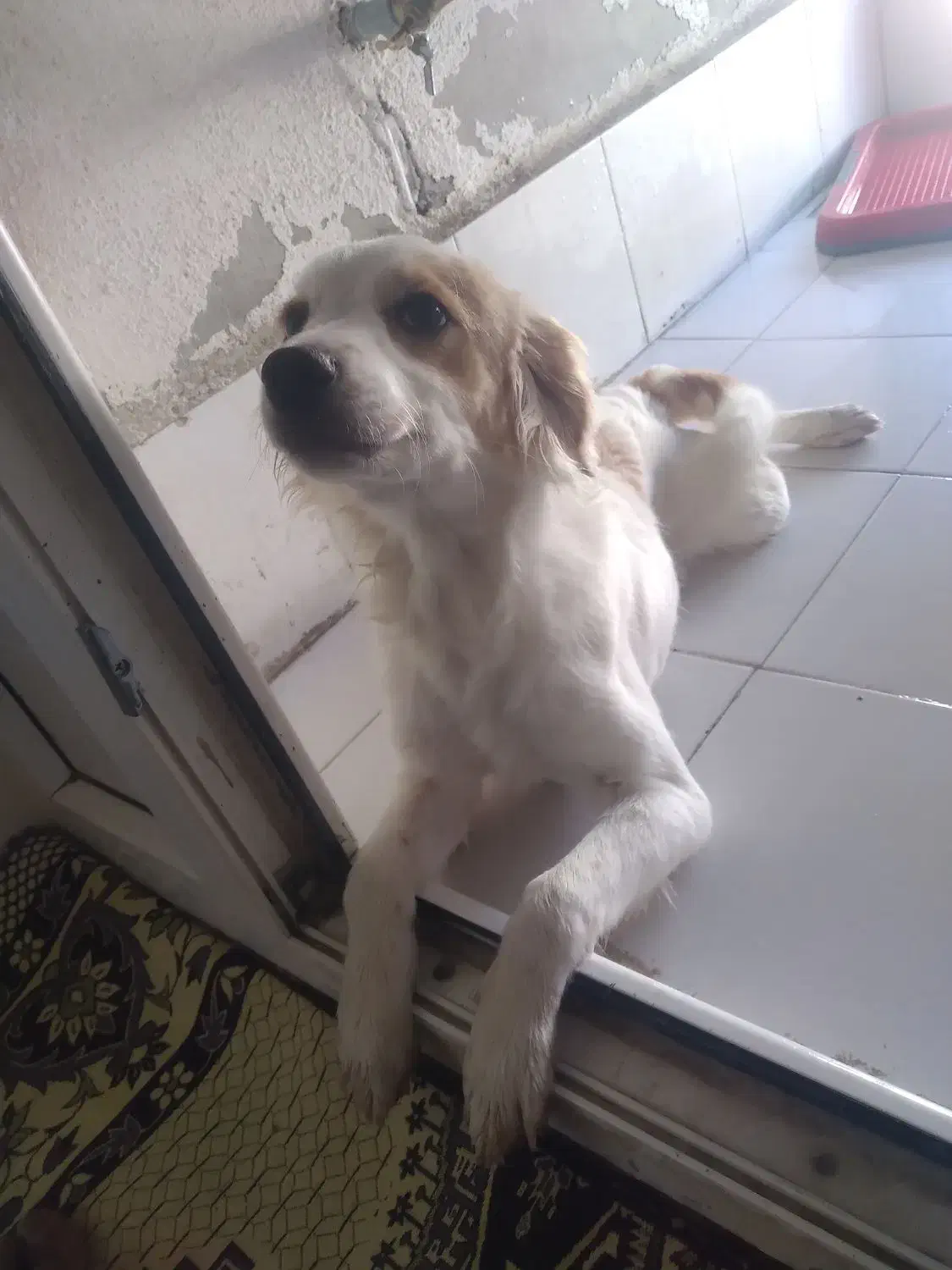 واگذاری سگ آپارتمانی|سگ|پرند, فاز ۶|دیوار