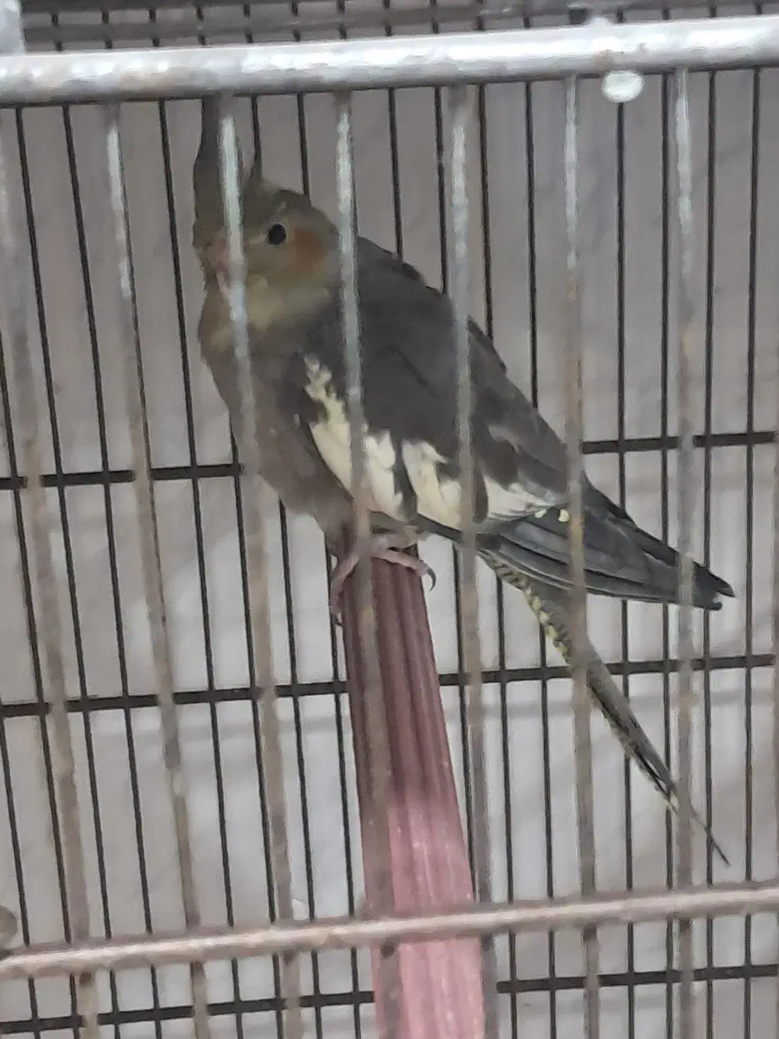 گرینچک و طوطی خورشیدی|پرنده|بندرعباس, |دیوار