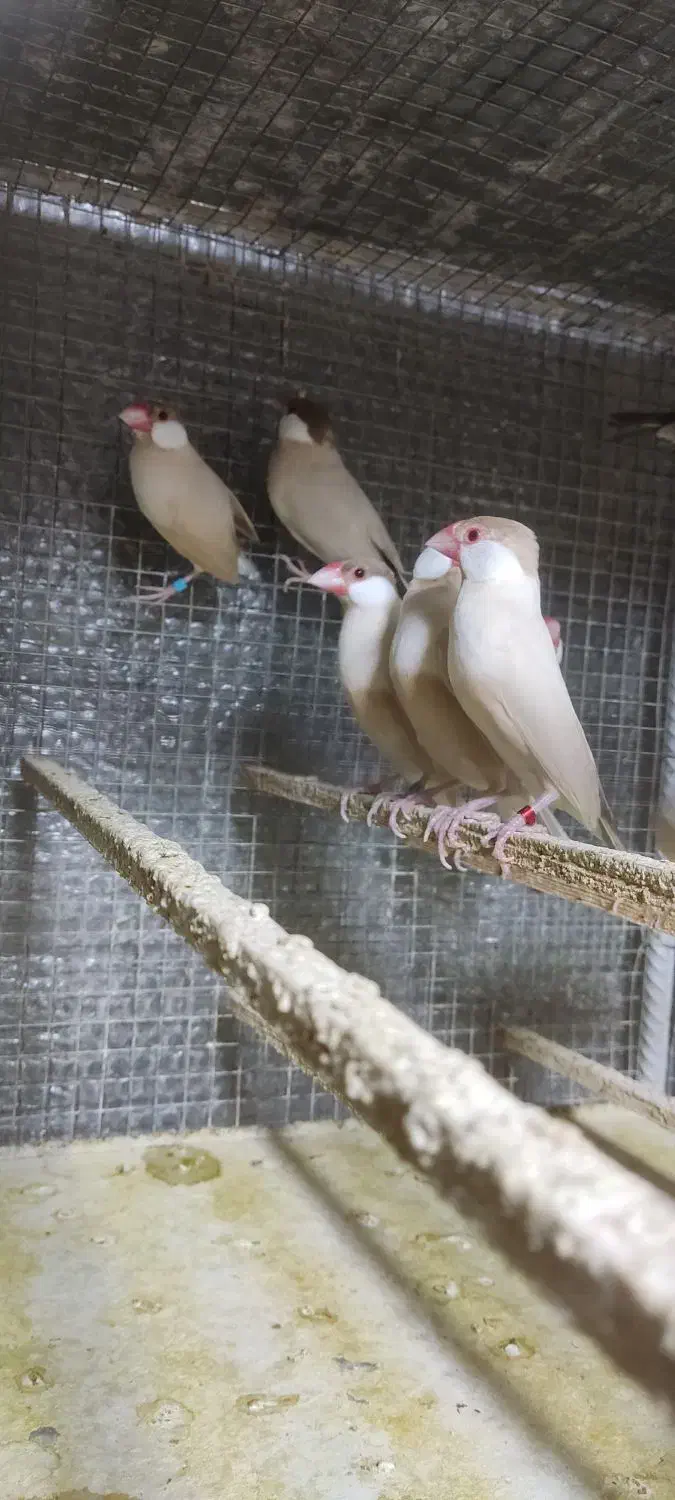 فنج نرگسی شکلاتی|پرنده|کازرون, |دیوار