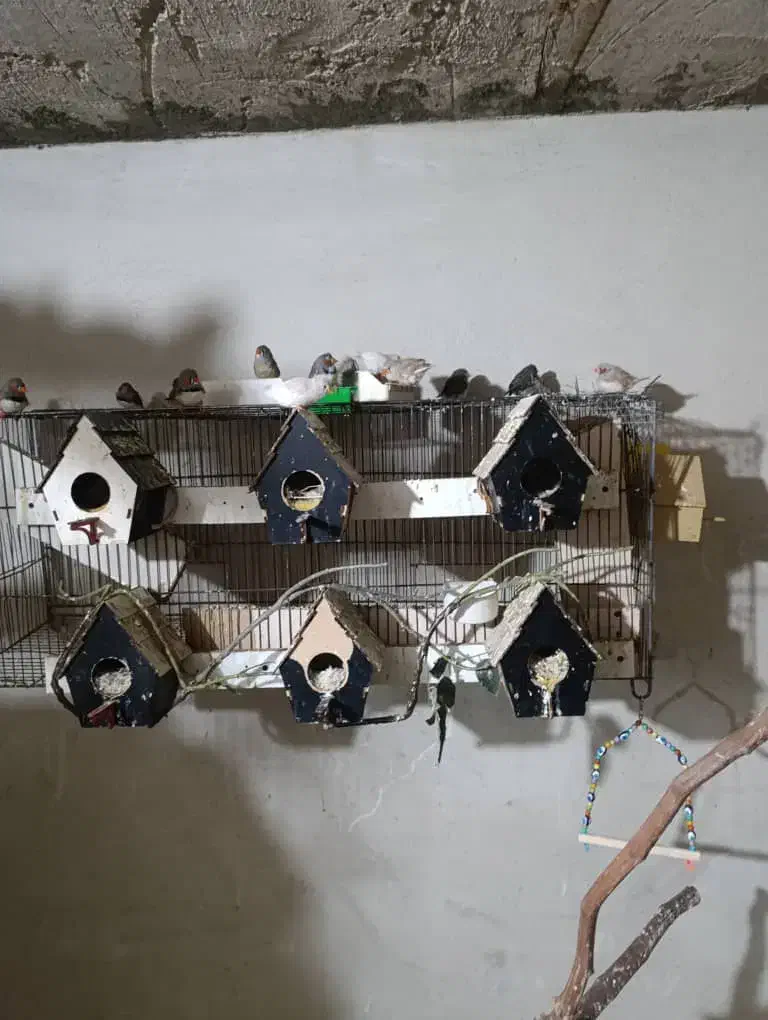 فنچ مولد. وجوجه|پرنده|تهران, تولید دارو|دیوار