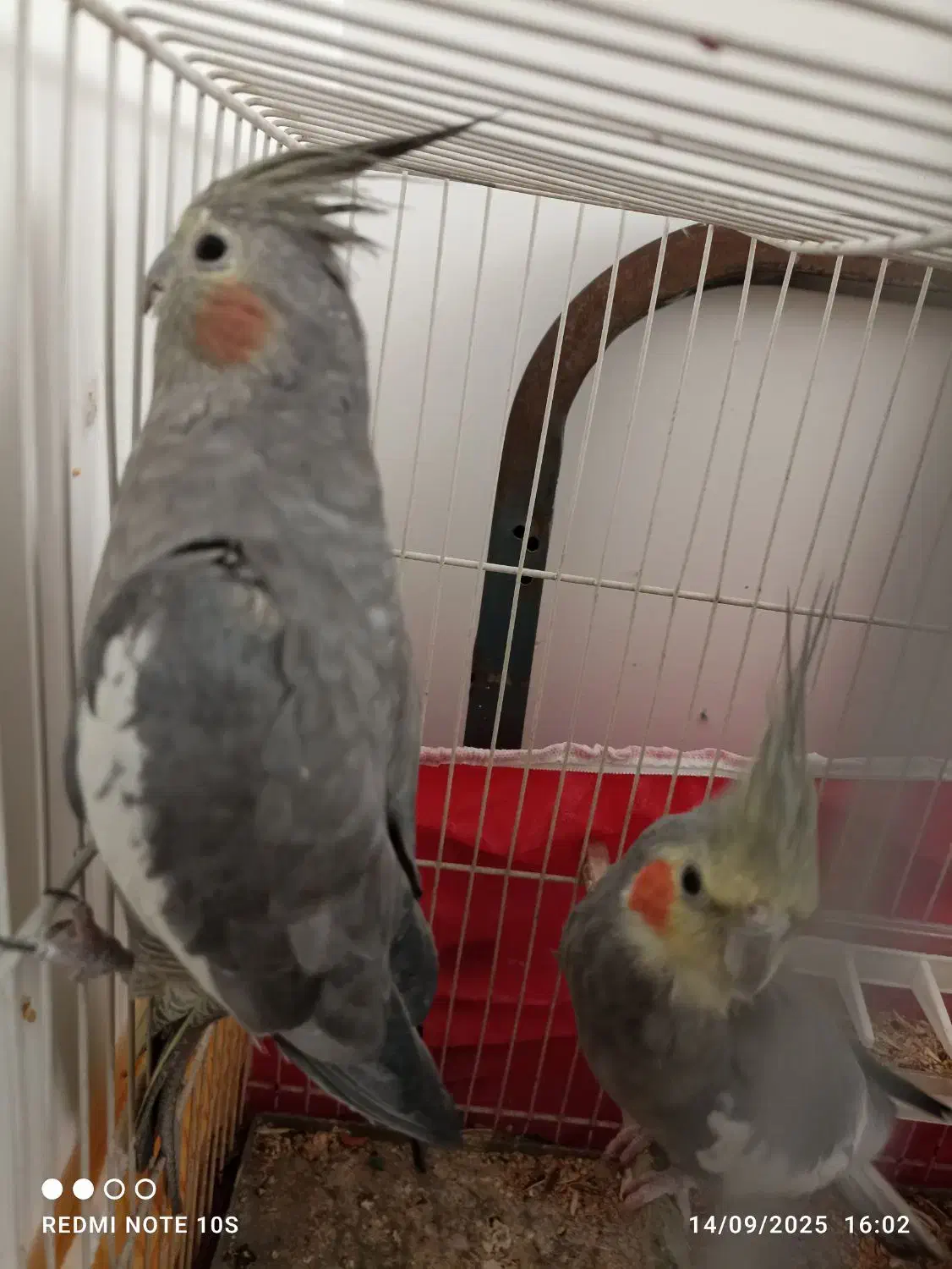 جفت عروس هلندی|پرنده|مشهد, جاهد شهر|دیوار