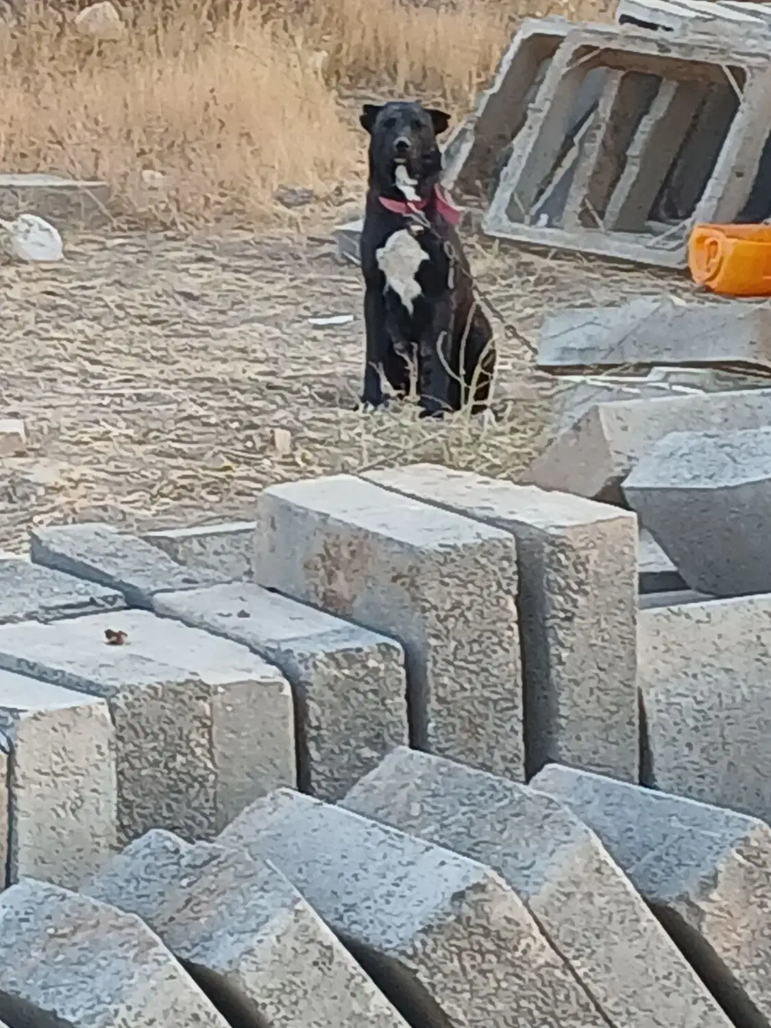 سگ ماده|سگ|قزوین, |دیوار