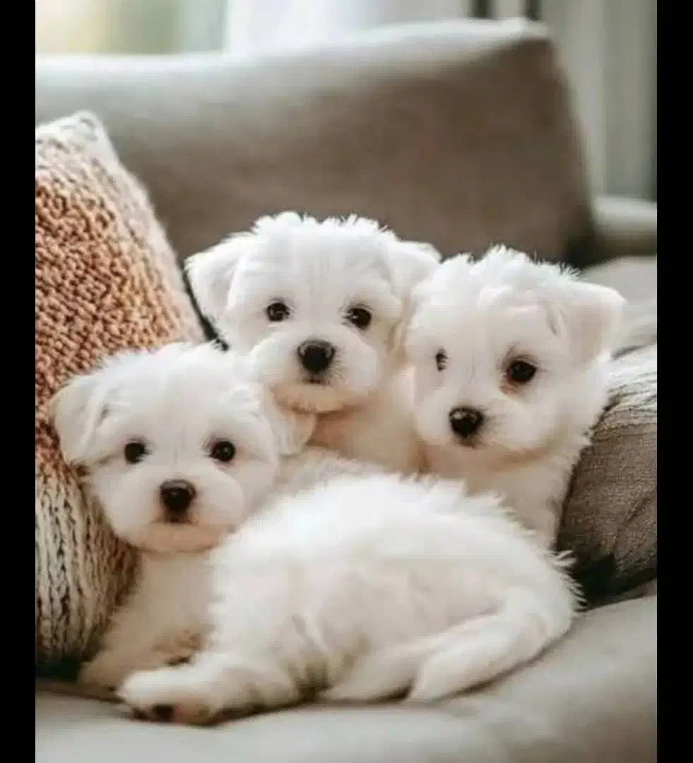 انواع واگذاری مینی پودل سایز ریز|سگ|شیراز, شهرک گلستان|دیوار