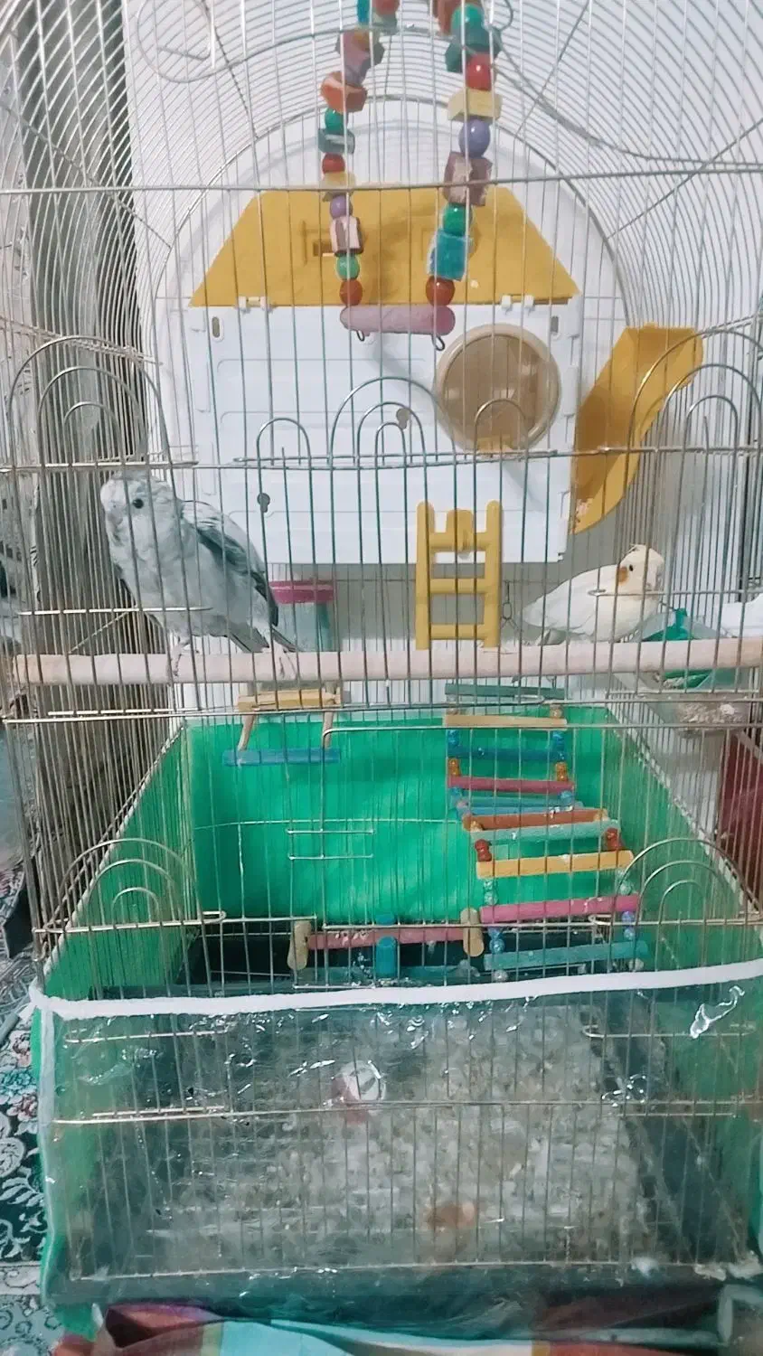 عروس کوتوله مرغ عشق فنچ با لوازم|پرنده|مشهد, طرق|دیوار