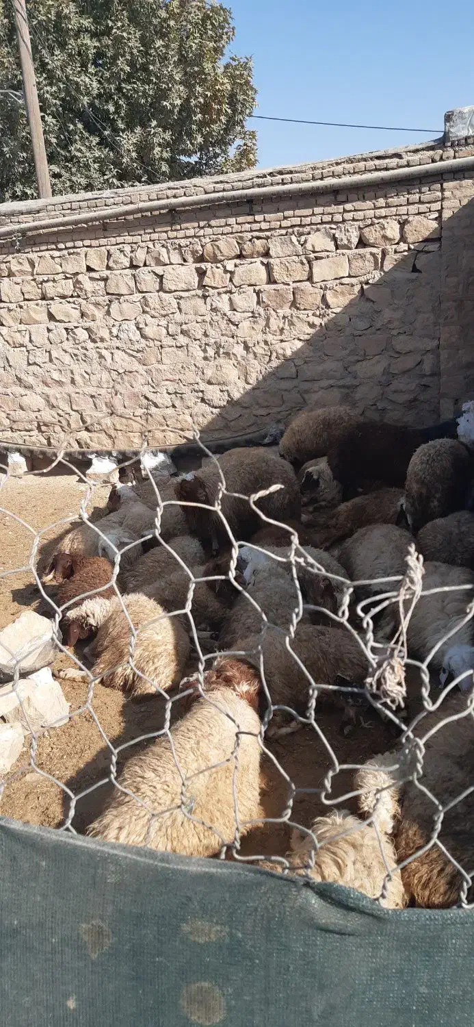 بره نر کشتاری و صادراتی سفید جفتی ۱۰۰ کیلو|حیوانات مزرعه|رومشکان, |دیوار