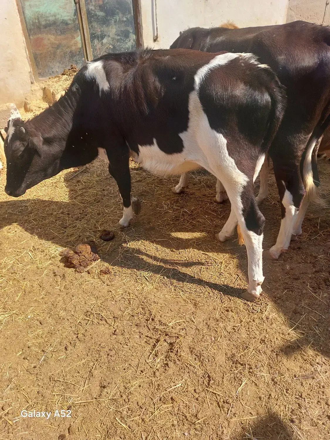 گوساله ماده|حیوانات مزرعه|بردخون, |دیوار