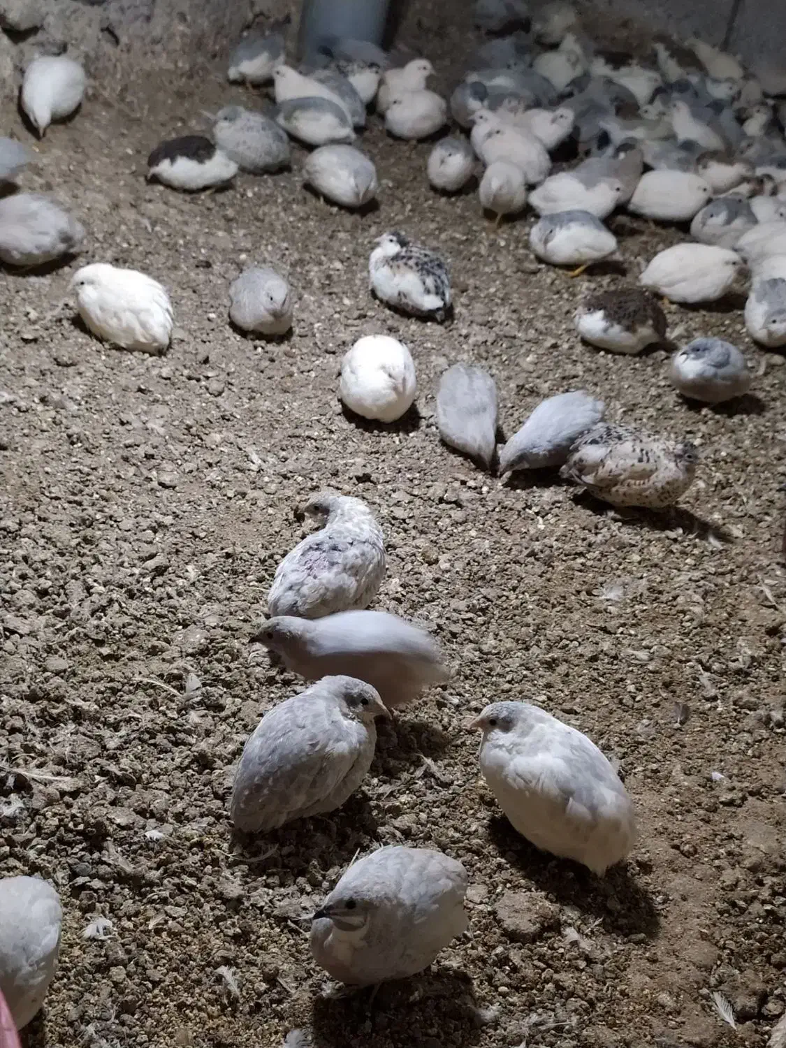 بلدرچین مینیاتوری مولد|پرنده|مشگین شهر, |دیوار