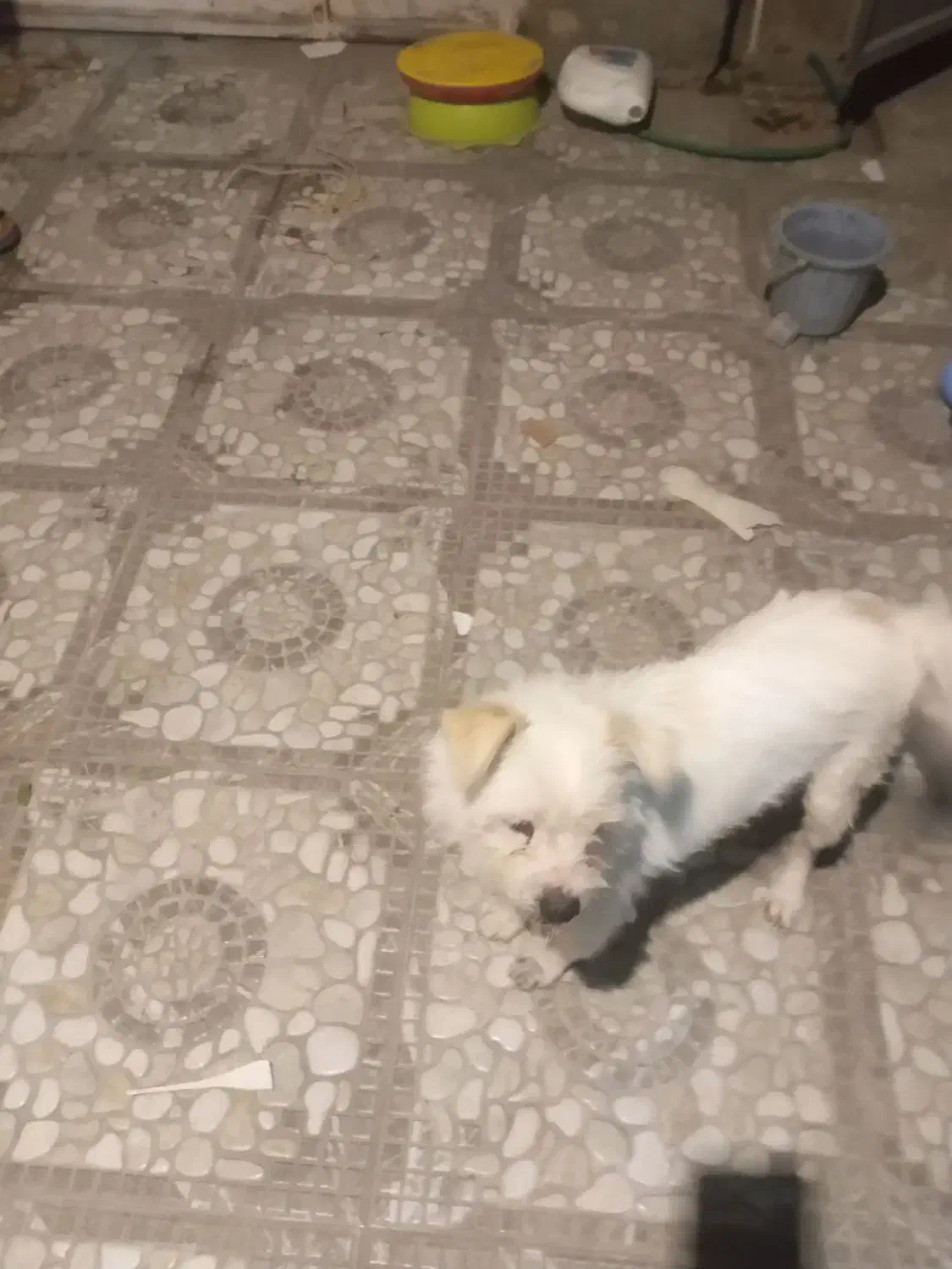 فروش سگ|سگ|کرمان, |دیوار