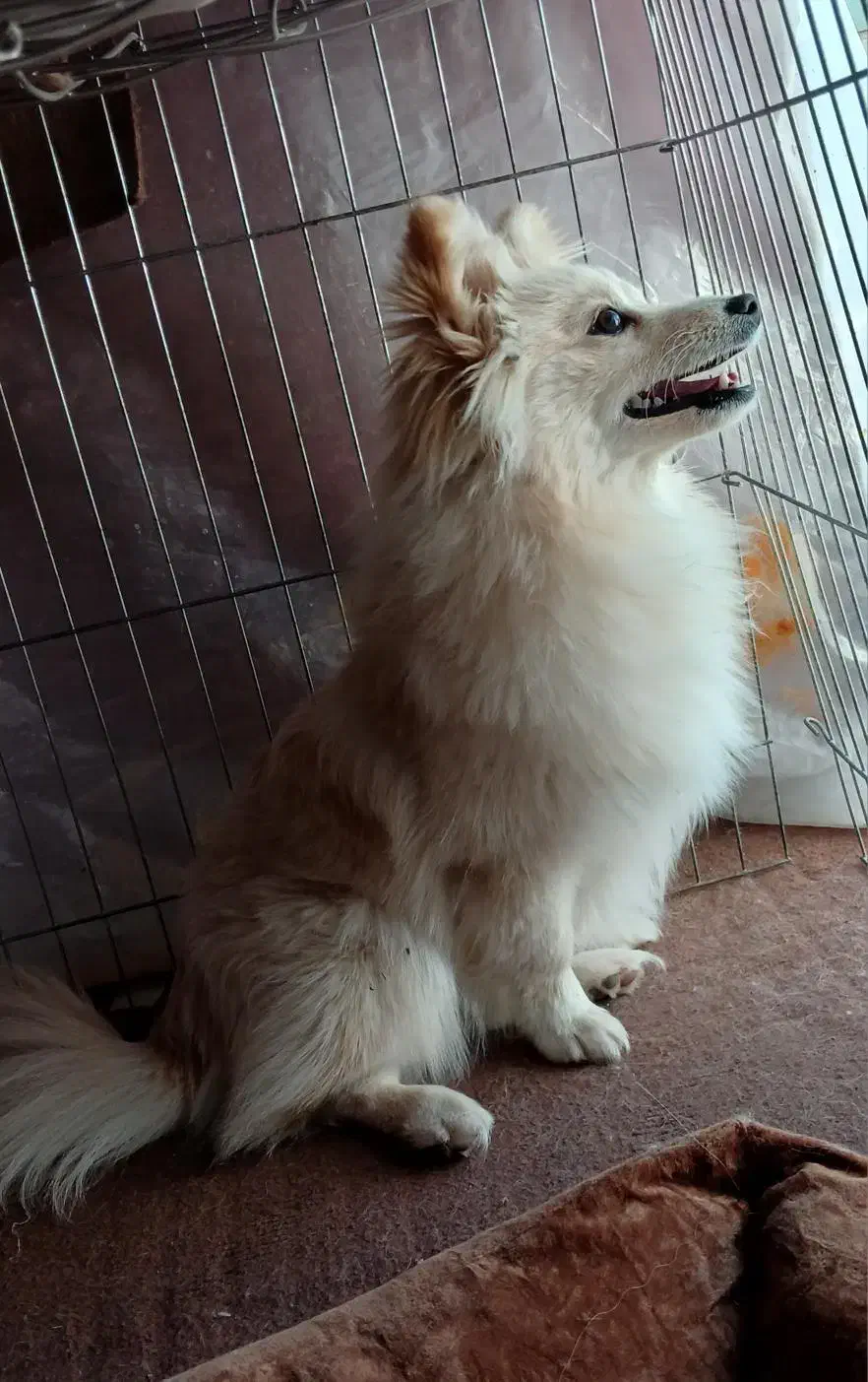 پت پامرانین روباهی یک ساله|سگ|قره ضیاالدین, |دیوار