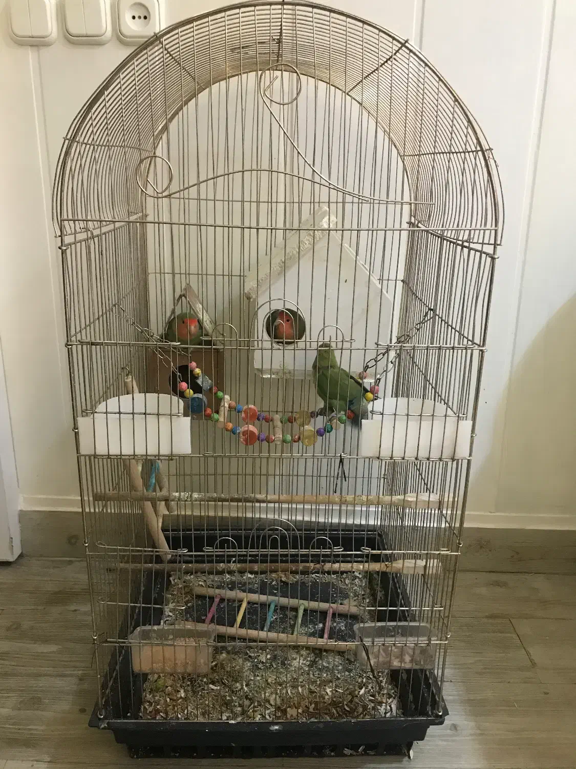 سه تا طوطی برزیلی با قفس و تخم|پرنده|مشهد, تربیت (صدف)|دیوار