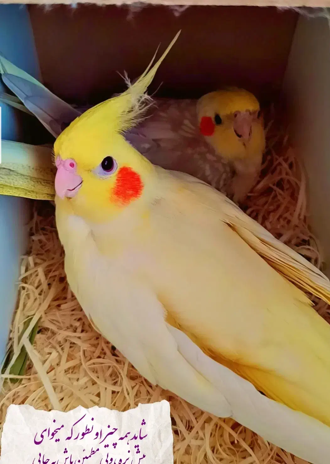 عروس هلندی مولد|پرنده|تبریز, |دیوار