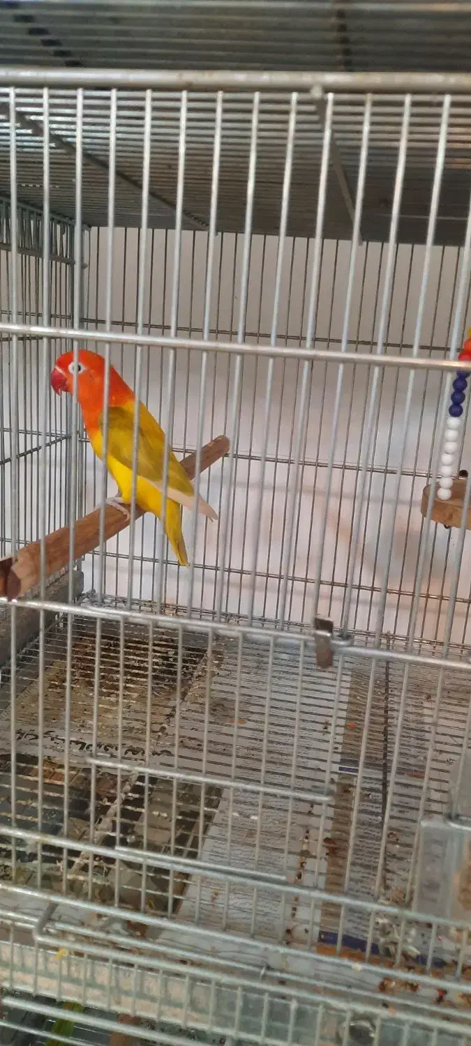 طوطی برزیلی رنگ خاص|پرنده|زرگرشهر, |دیوار