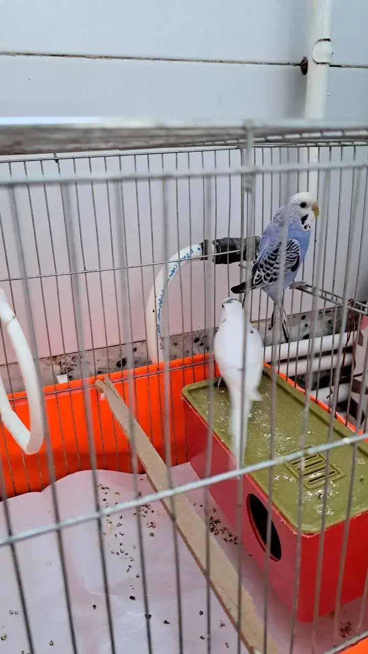 مرغ عشق|پرنده|کرج, اصفهانیها|دیوار