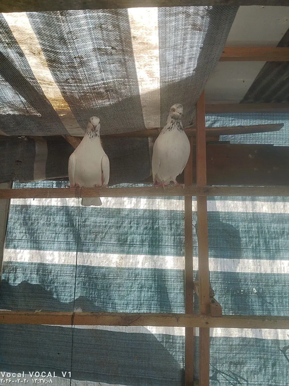 کبوتر|پرنده|رشت, چله خانه|دیوار