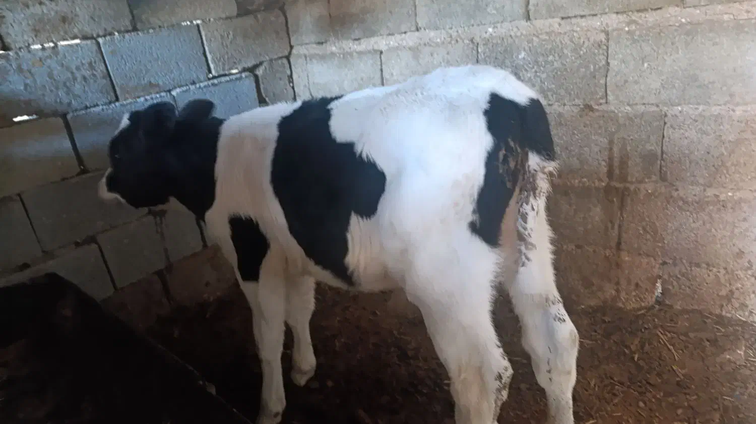 گوساله نر ۲ ماه|حیوانات مزرعه|مرودشت, مجد آباد|دیوار