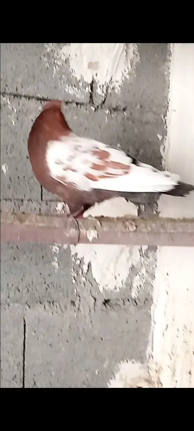 کفتر سینه ای درشت|پرنده|شیراز, دشت چنار|دیوار