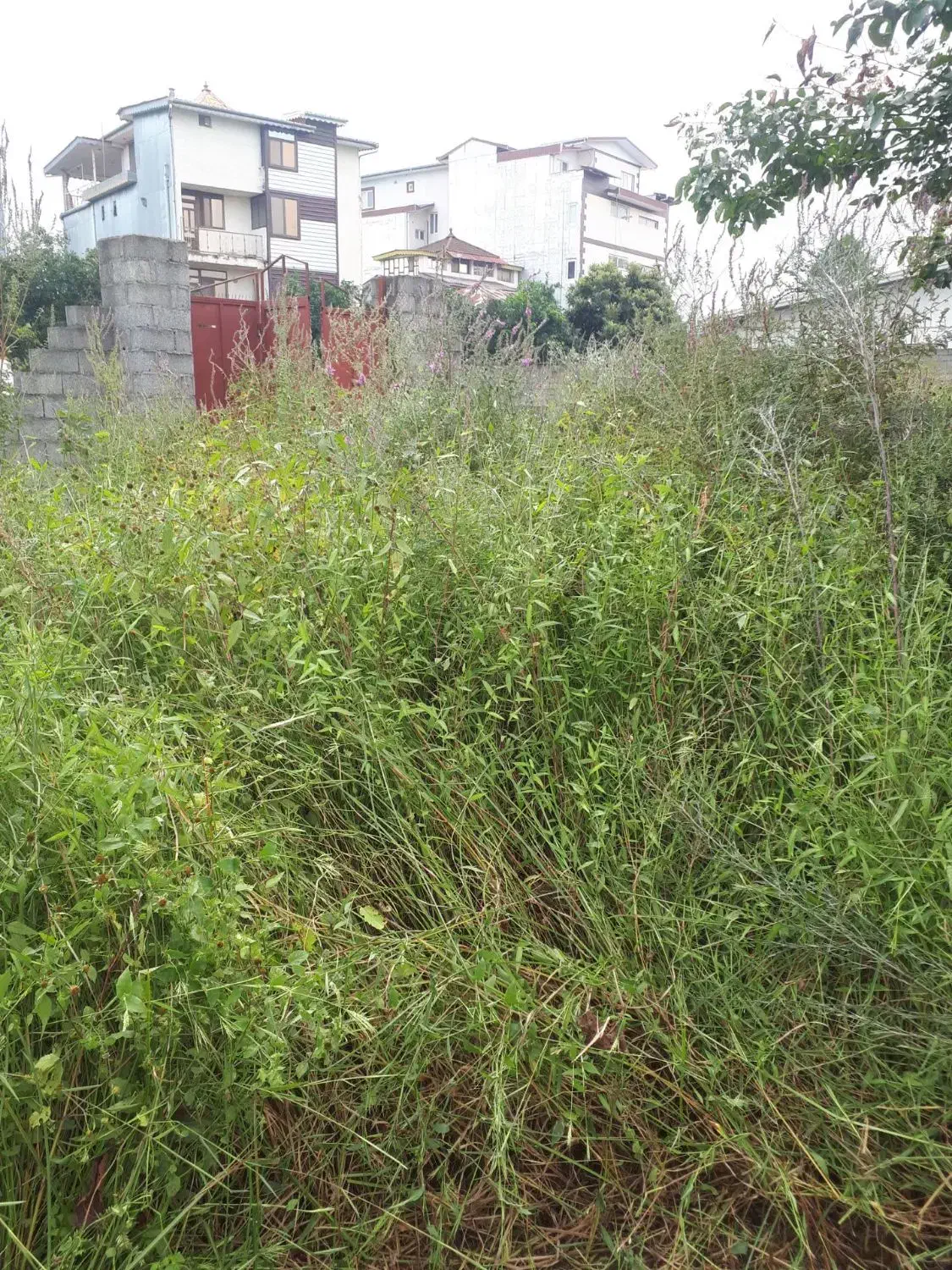 تراشیدن علفهای هرز با دستگاه|خدمات باغبانی و درختکاری|رامسر, |دیوار