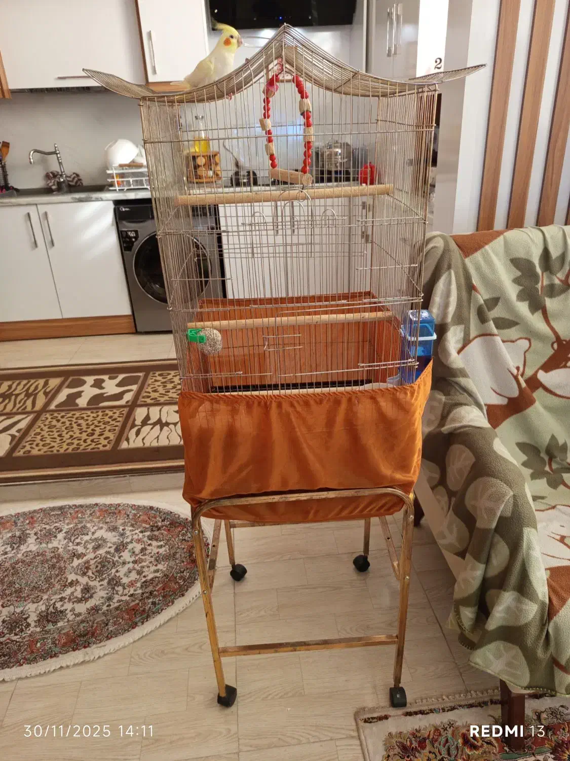 عروس هلندی درشت فول اهلی با قفس بزرگ کاسکویی|پرنده|تبریز, |دیوار