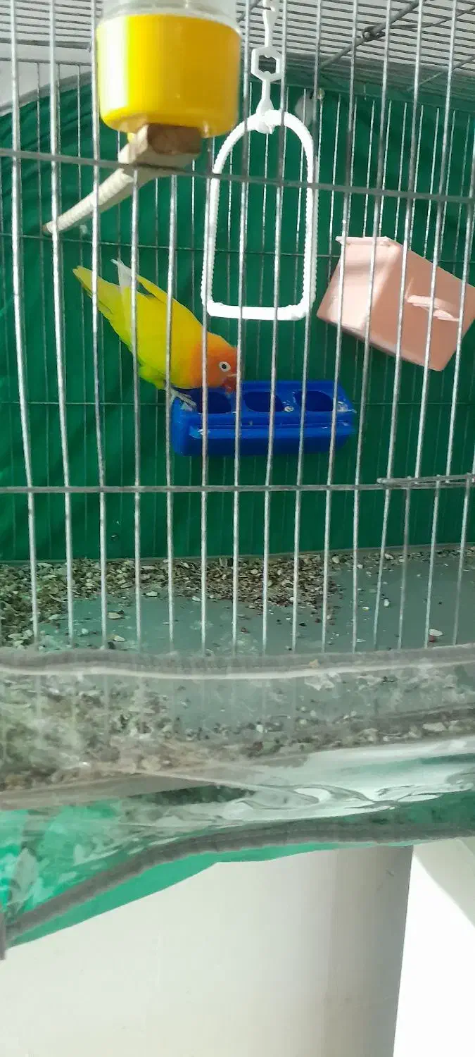 کوتوله فروشی|پرنده|بم, |دیوار