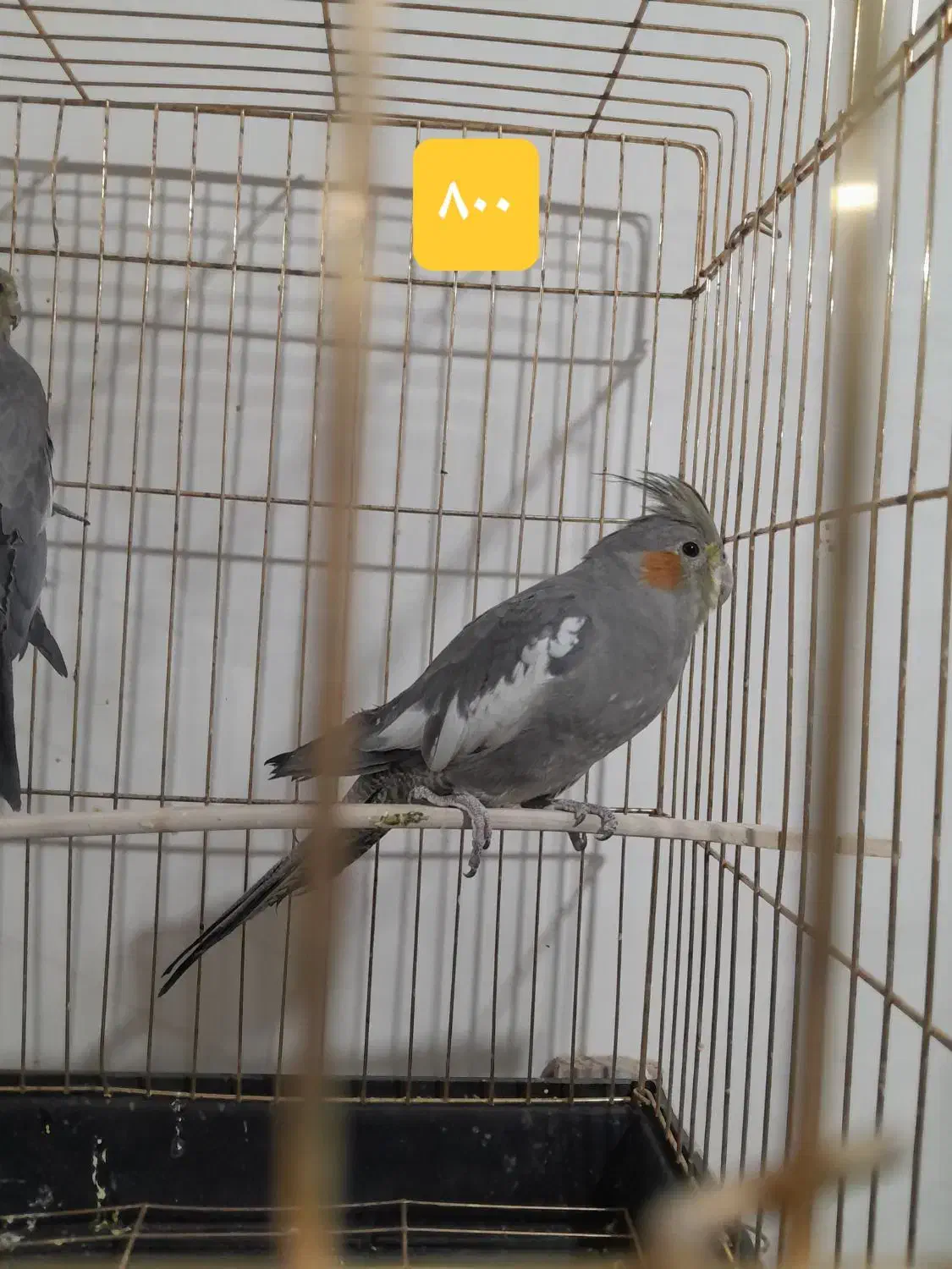 طوطی|پرنده|سیرجان, |دیوار