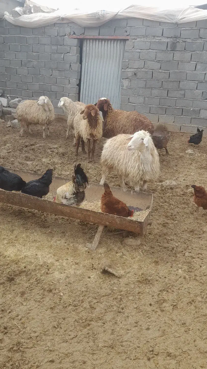 میش داشتی|حیوانات مزرعه|شیروان (خراسان), |دیوار