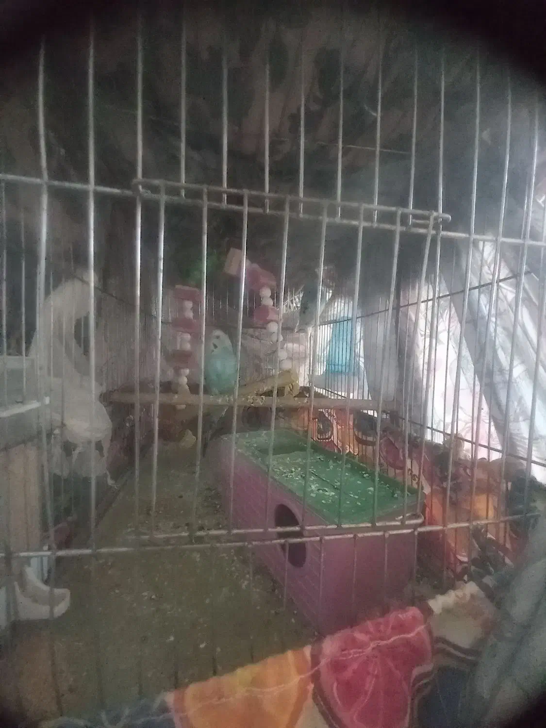 مرغ عشق|پرنده|ساروق, |دیوار