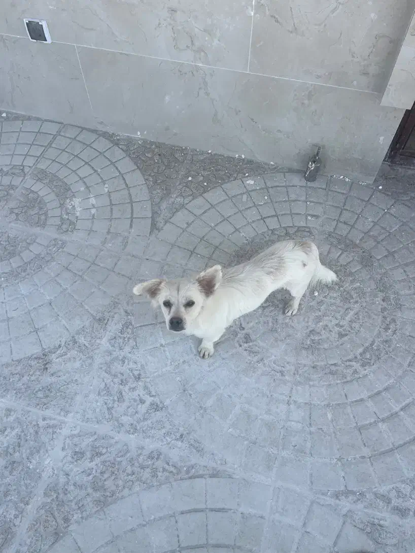 واگذاری سگ به همراه شناسنامه|سگ|شیراز, اصلاح‌نژاد|دیوار