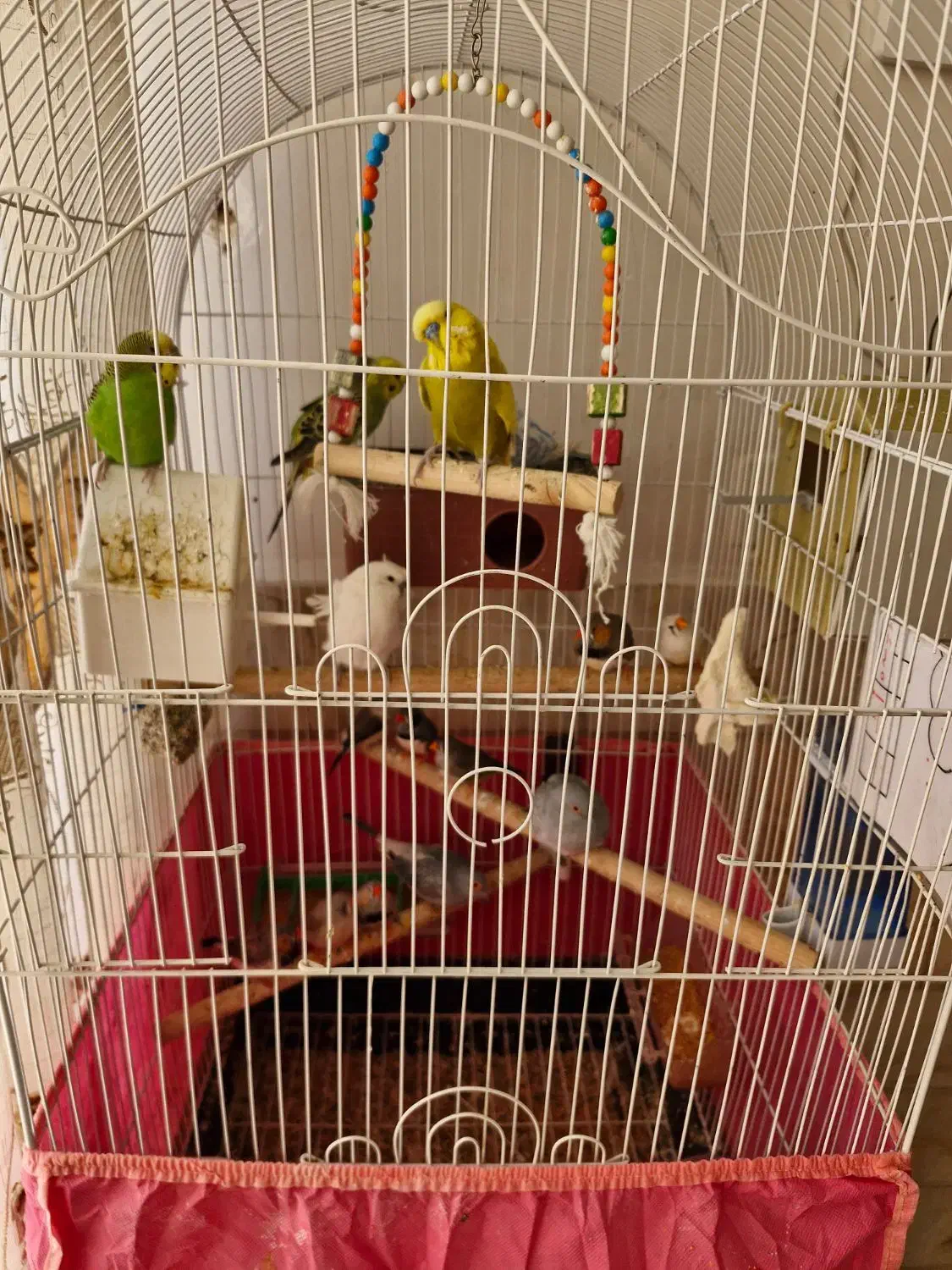 پرنده|پرنده|اردکان, |دیوار