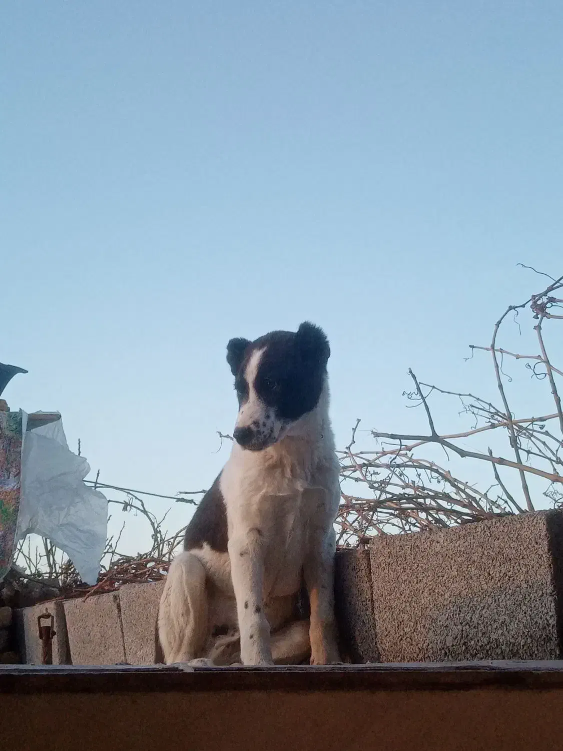 سگ افقانی|سگ|فریمان, |دیوار