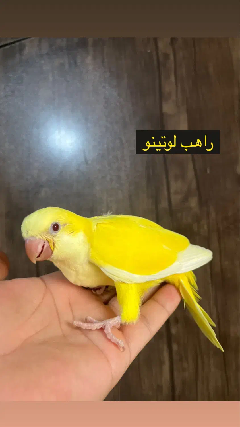 راهب|پرنده|ساری, |دیوار